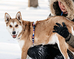 Собаки в Москве: Метис лайки в добрые руки Мальчик, Бесплатно - фото 10
