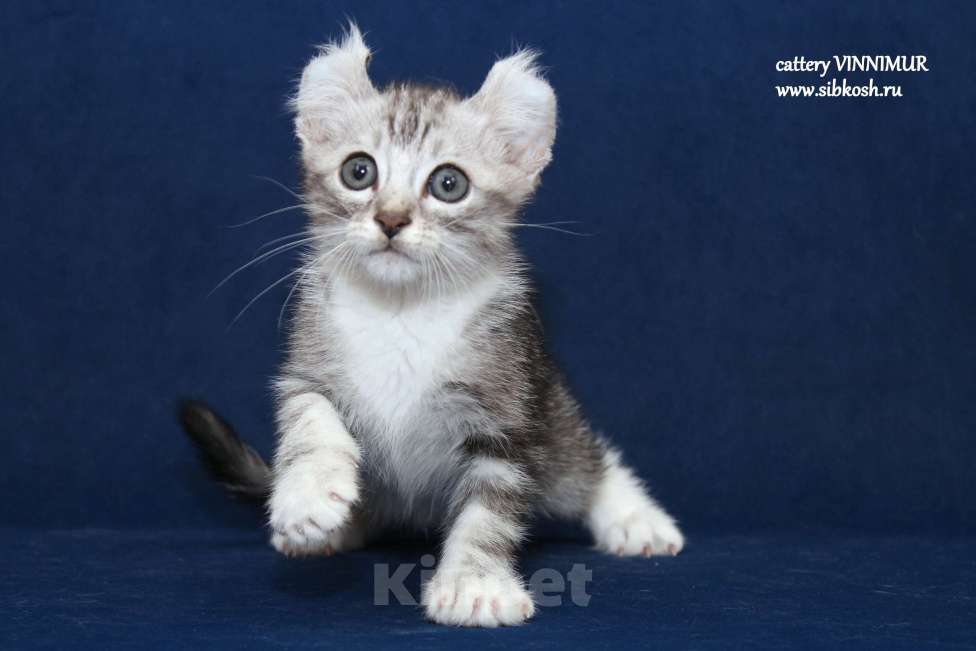 Кошки в Санкт-Петербурге: Американский керл Мальчик, Бесплатно - фото 2