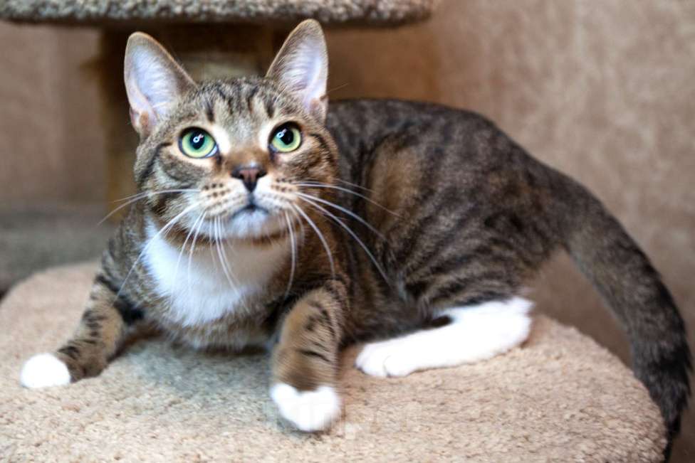 Кошки в Москве: Бруни едет на выставку-пристройство WOOF в Москву  Мальчик, Бесплатно - фото 5