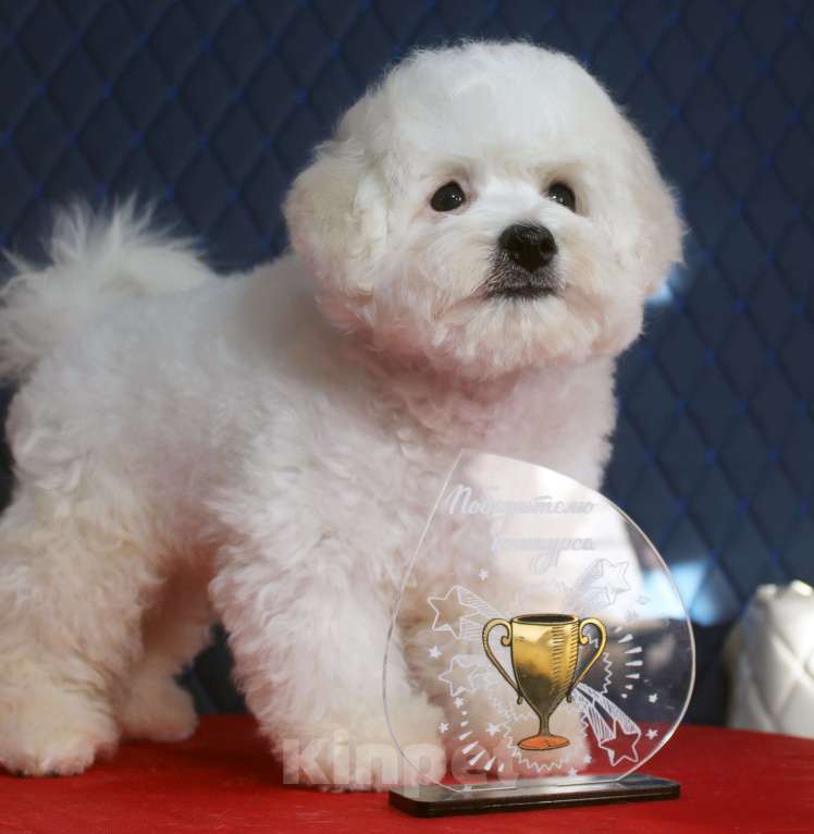 Собаки в Нижнем Новгороде: Щенок. Документы РКФ Мальчик, 70 000 руб. - фото 5