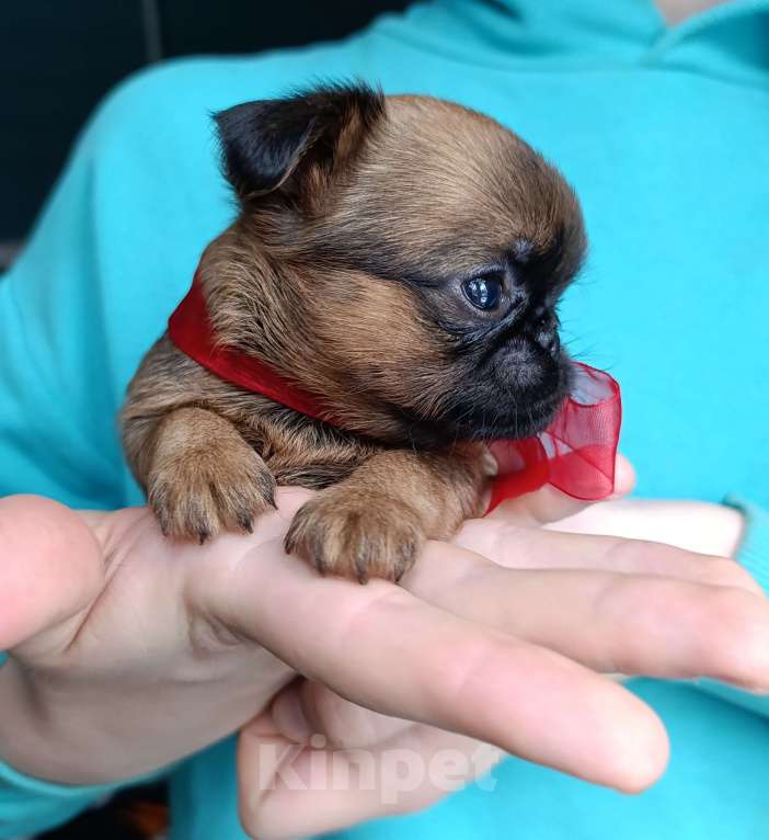 Собаки в Москве: Рыжая принцесса Девочка, 55 000 руб. - фото 2