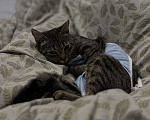 Кошки в Тюмени: Кошечка в добрые руки  Девочка, Бесплатно - фото 1
