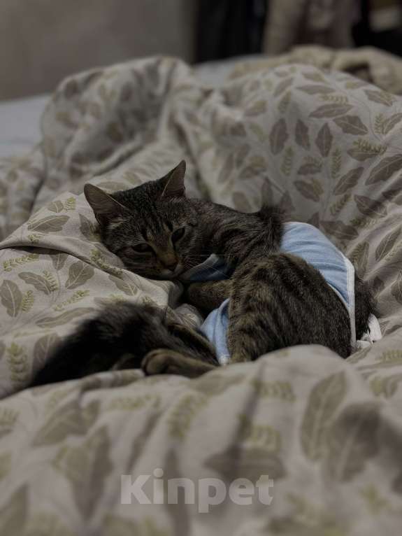 Кошки в Тюмени: Кошечка в добрые руки  Девочка, Бесплатно - фото 1
