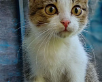 Кошки в Абакане: Котёнок ищет хозяина  Мальчик, Бесплатно - фото 2
