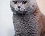 Кошки в Ангарске: Вязка, 1 руб. - фото 2