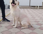 Собаки в Прохладном: Лабрадор вязка, 5 000 руб. - фото 2