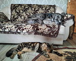 Кошки в Ряжске: Мейн-кун, 20 000 руб. - фото 5