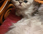 Кошки в Болхове: Персидские котята.Серебристая шиншилла - экстрамал, 1 руб. - фото 2