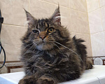 Кошки в Перевозе: Кот Мейн-кун, 5 000 руб. - фото 8