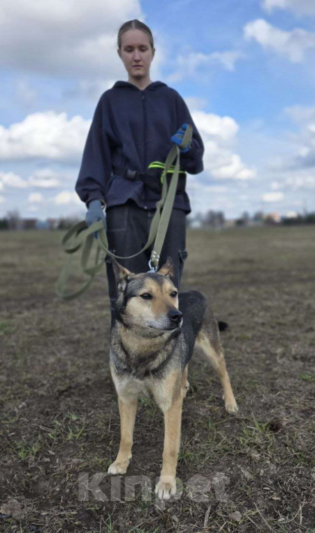 Собаки в Королеве: Яша ждёт своего человека! Мальчик, Бесплатно - фото 8