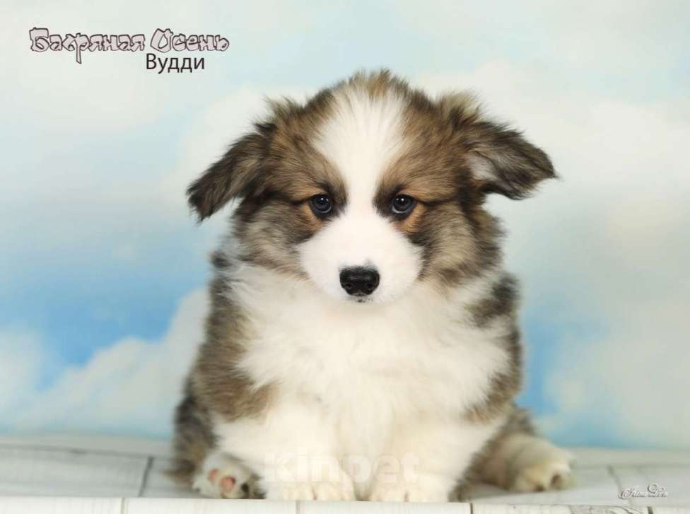 Собаки в других городах Московской области: Продается мальчик вельш корги пемброк Мальчик, 50 000 руб. - фото 2