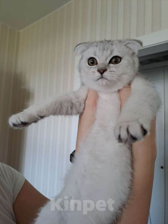 Кошки в Москве: Шотландские котята Девочка, 6 000 руб. - фото 3