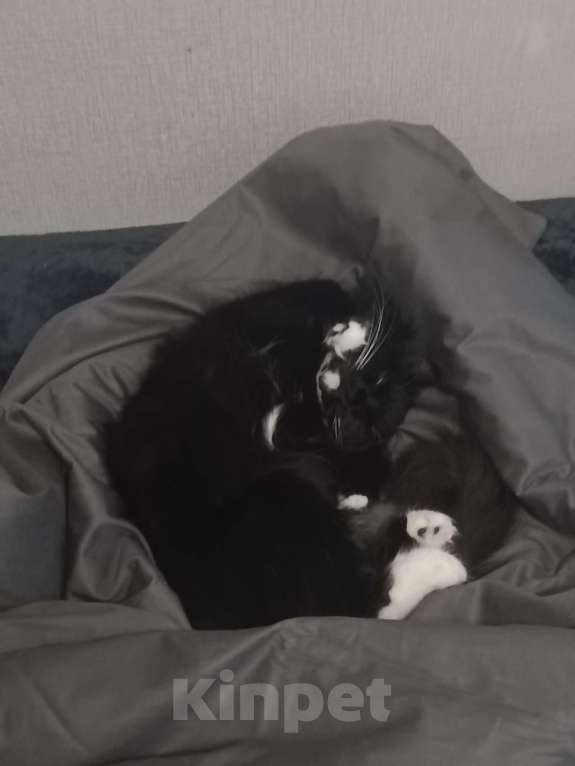 Кошки в Королеве: Молодая кошка, на вязку. Девочка всего 3 годика.  Девочка, Бесплатно - фото 4