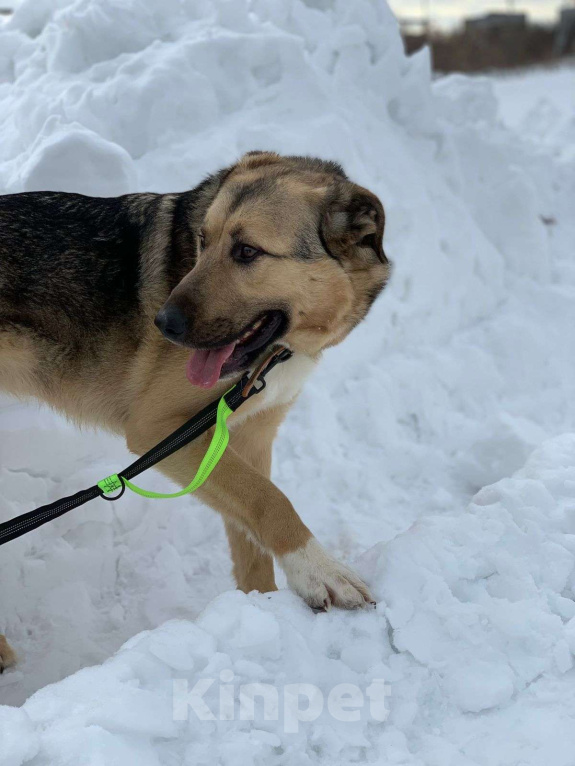 Собаки в Москве: Сэм Мальчик, Бесплатно - фото 7