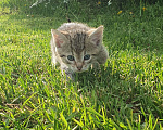 Кошки в Спасе-Клепике: Мальчик в дар Мальчик, Бесплатно - фото 2