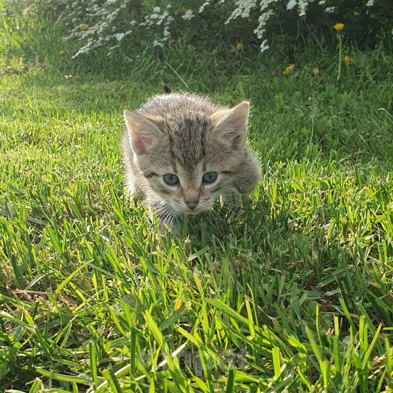 Кошки в Спасе-Клепике: Мальчик в дар Мальчик, Бесплатно - фото 2