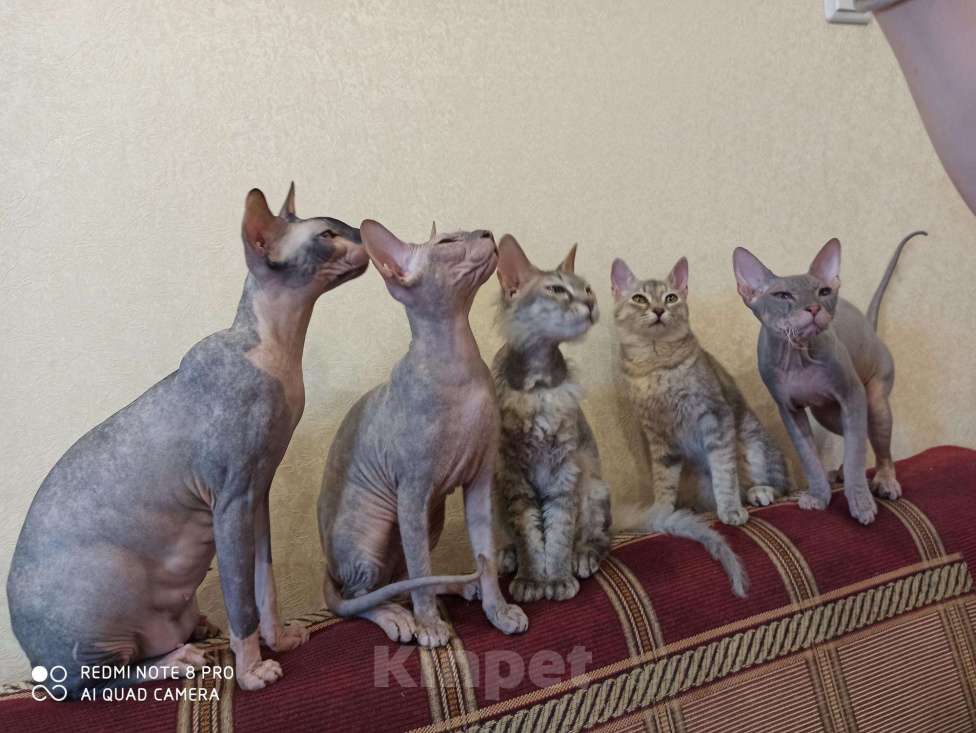 Кошки в Ачинске: Горячее счастье Сфинкс, 100 руб. - фото 1