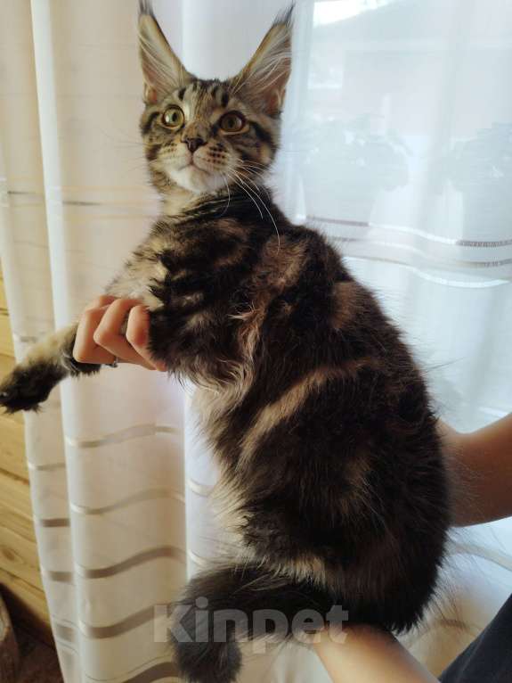 Кошки в Чите: Продается котенок мейнкун Мальчик, 30 000 руб. - фото 7