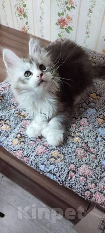 Кошки в других городах Московской области: Котёнок мейн-кун Мальчик, 70 000 руб. - фото 4