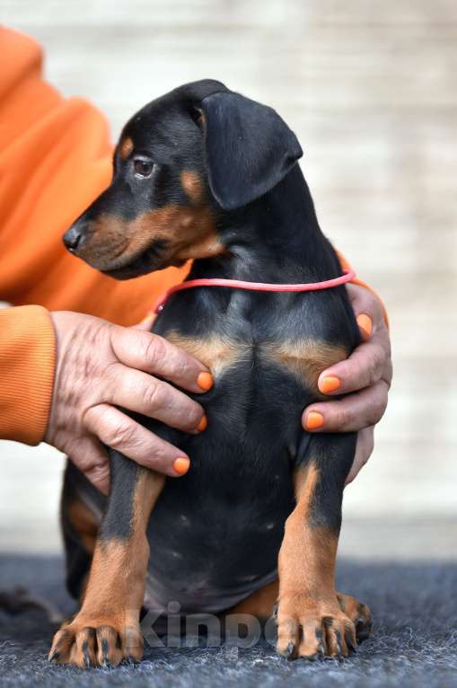 Собаки в других городах Московской области: Щенки добермана  Девочка, 60 000 руб. - фото 2