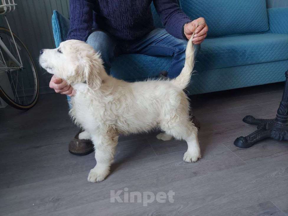 Собаки в Москве: Породистые щенки голден ретривер от российских и международных чемпионов Мальчик, 60 000 руб. - фото 3