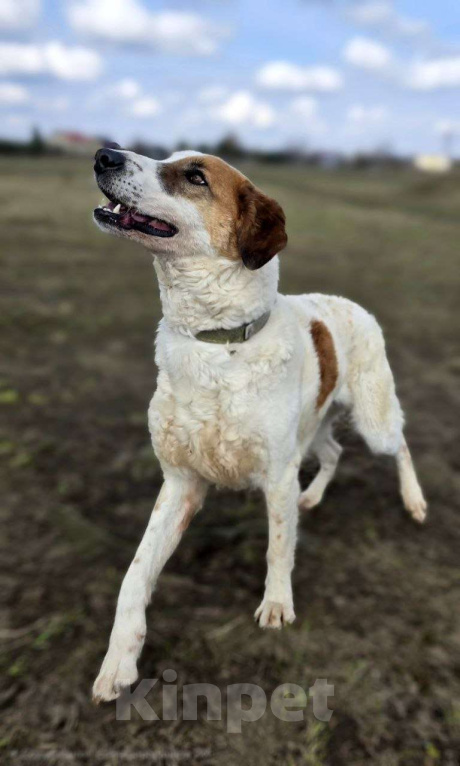 Собаки в Королеве: Ищет дом красавец Друлл! Мальчик, Бесплатно - фото 5