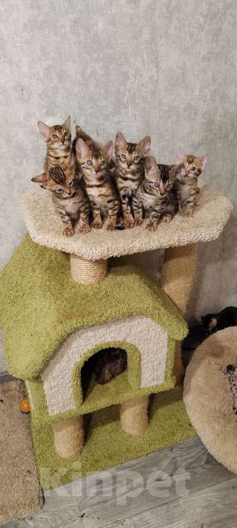 Кошки в Санкт-Петербурге: Бенгальские малыши Девочка, 25 000 руб. - фото 4