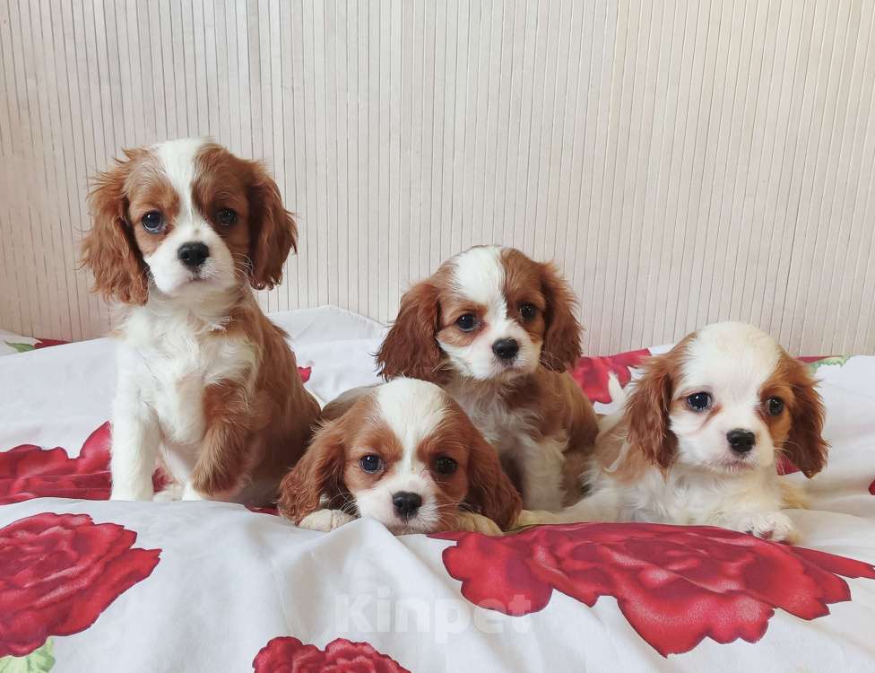Собаки в Москве: Щенки Кавалер Кинг ЧарльзДевочки 2,5 мес. Девочка, 70 000 руб. - фото 4