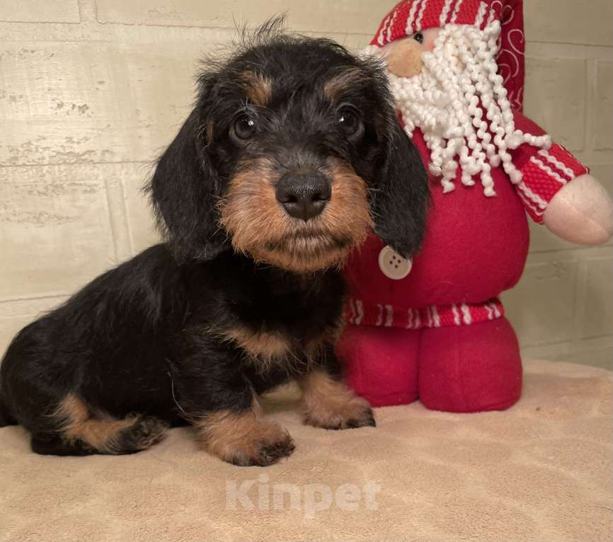 Собаки в Москве: Щенок миниатюрной жесткошерстной таксы Мальчик, 80 000 руб. - фото 1