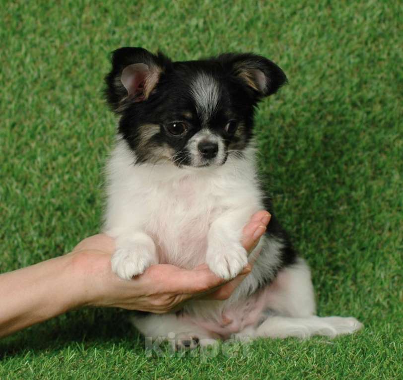 Собаки в Москве: Веселый малыш чихуа Мальчик, 20 000 руб. - фото 3