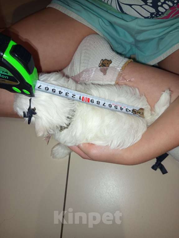 Собаки в Липецке: Мальтезе МАЛЬТИЙСКАЯ БОЛОНКА  Мальчик, 40 000 руб. - фото 3