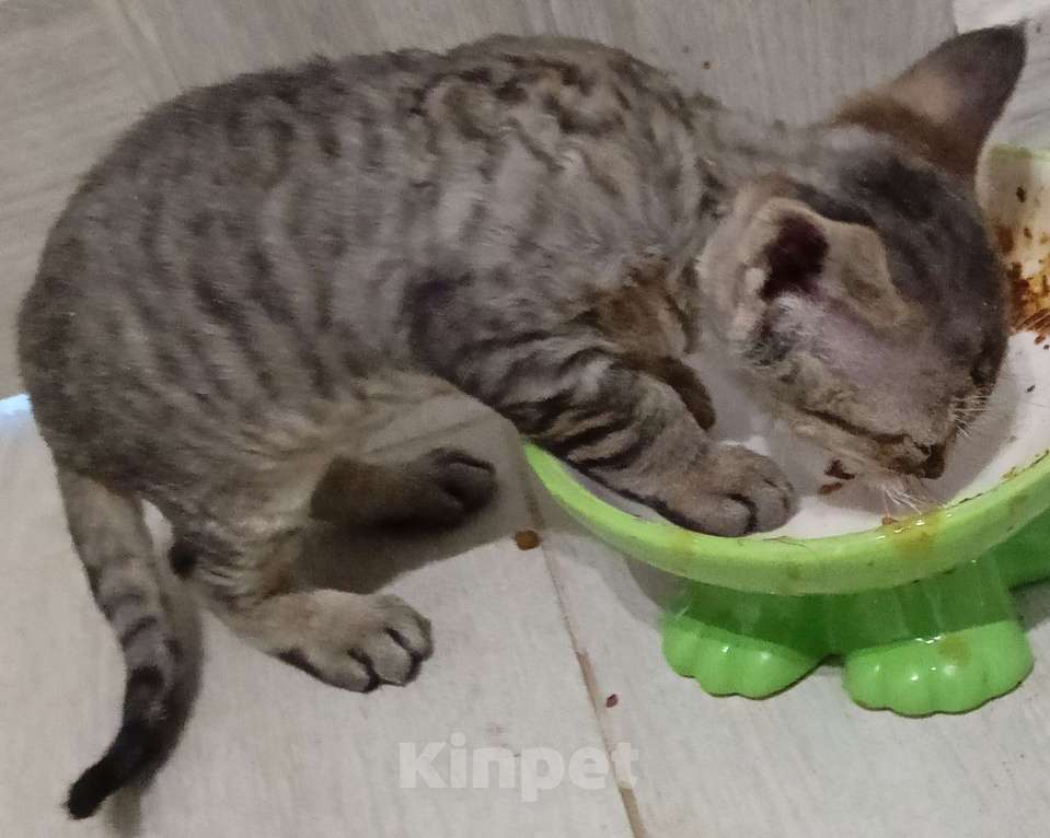 Кошки в Санкт-Петербурге: Котенок Девон-рекс 14.04.2025 гр Мальчик, Бесплатно - фото 1
