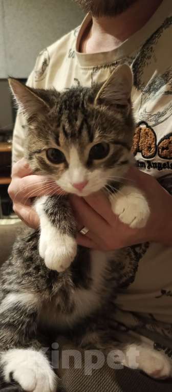 Кошки в Кисловодске: Отдам кошечку в добрые руки (г.Кисловодск) на вид месяца 2-3  очень ищем хороших хозяев для кошечки  Девочка, Бесплатно - фото 2