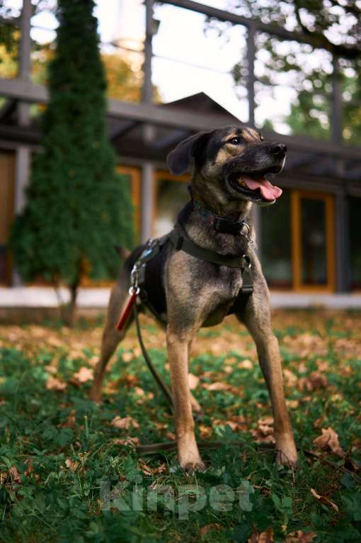 Собаки в Москве: Хамфри - мужчинка эксклюзив! Мальчик, Бесплатно - фото 7