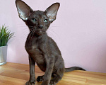 Кошки в Краснодаре: Бесподобный котёнок ориентал  Девочка, 39 999 руб. - фото 5