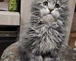 Кошки в Сарове: Игрунок Мальчик, 15 000 руб. - фото 1