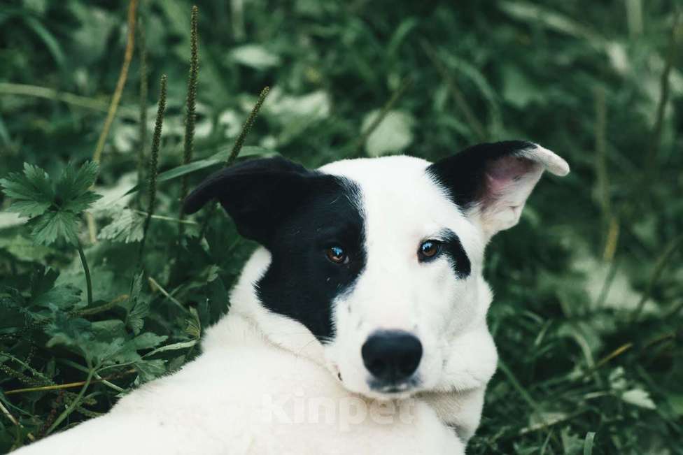 Собаки в Москве: Руни Мальчик, Бесплатно - фото 5