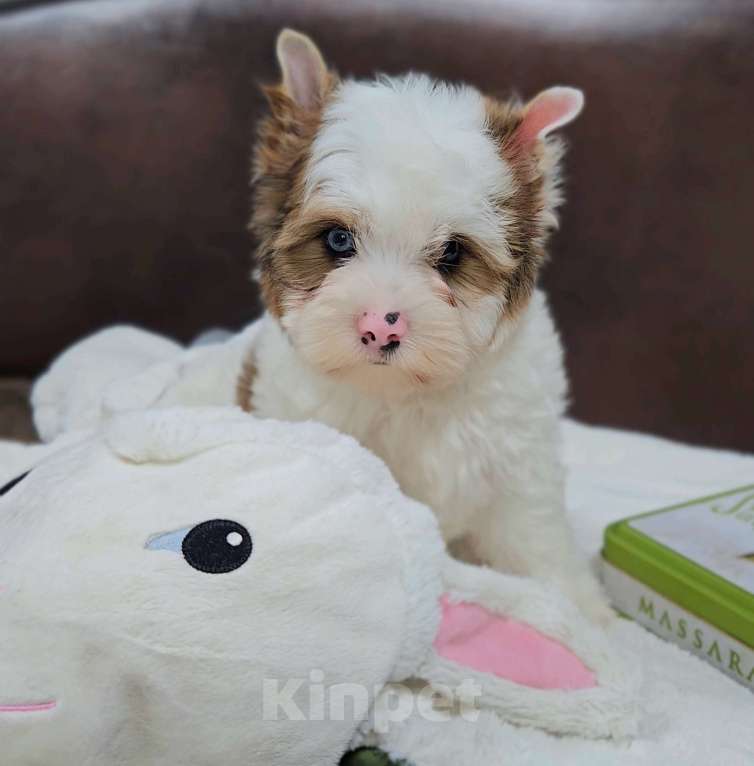 Собаки в Москве: Мальчик цветного Йорка Мальчик, 50 000 руб. - фото 5