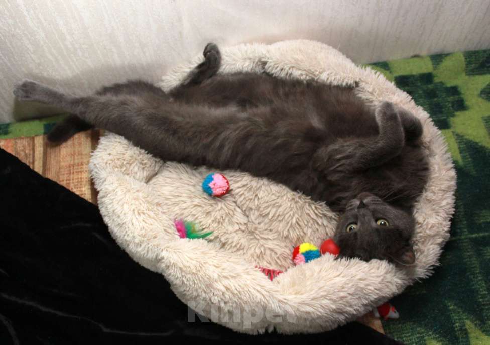 Кошки в Калуге: Серенький Грей ищет дом. Молодой кот в добрые руки. Мальчик, Бесплатно - фото 4