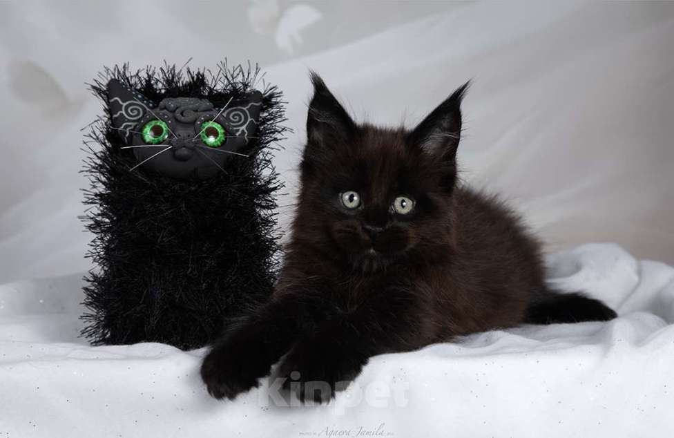 Кошки в Москве: Амиго - ваш лучший друг Мальчик, 150 000 руб. - фото 3