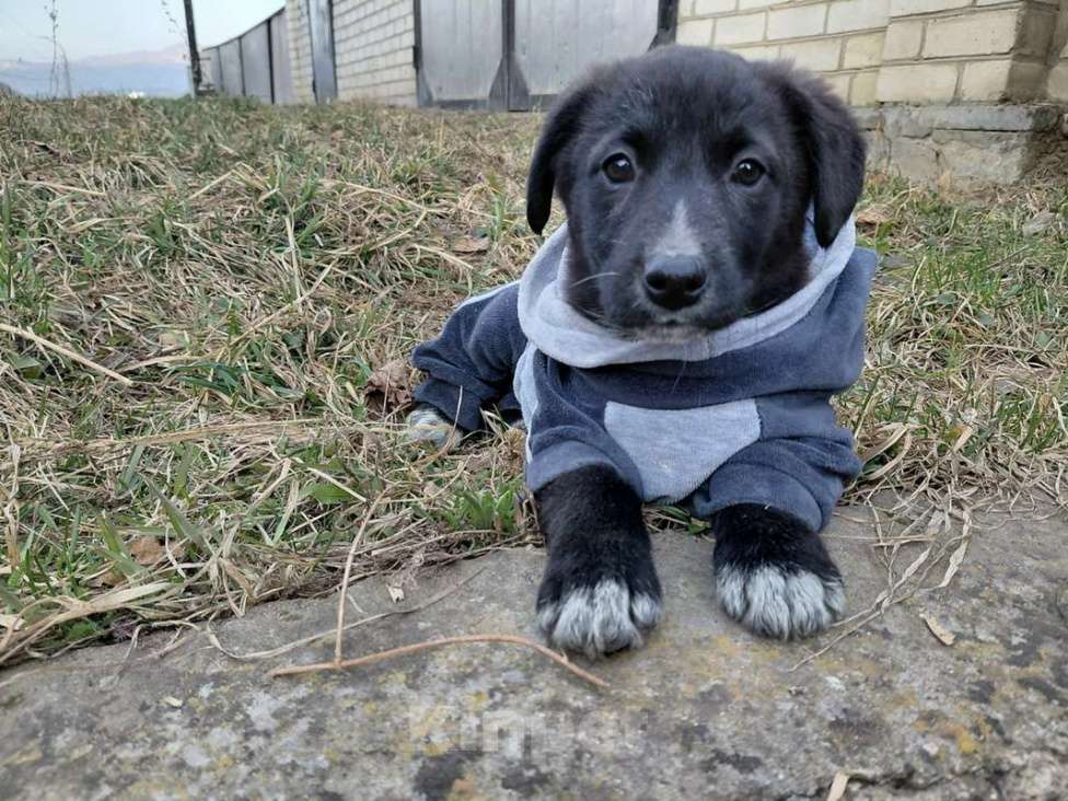 Собаки в Санкт-Петербурге: Маленький модный щенок Девочка, Бесплатно - фото 2