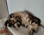 Кошки в Москве: Котенок курильского бобтейла девочка Девочка, 50 000 руб. - фото 8