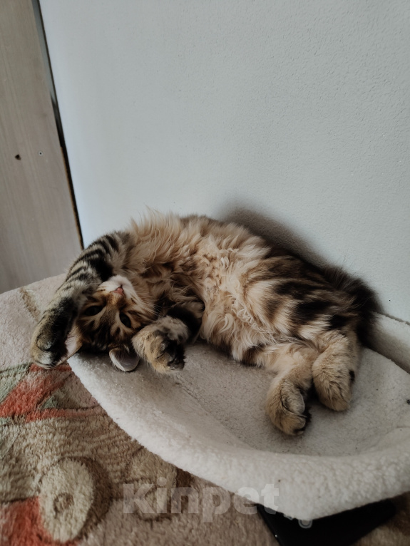 Кошки в Москве: Котенок курильского бобтейла девочка Девочка, 50 000 руб. - фото 8