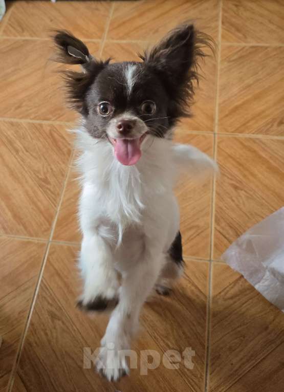 Собаки в Москве: Подрощенный мальЧиш Мальчик, 15 000 руб. - фото 2