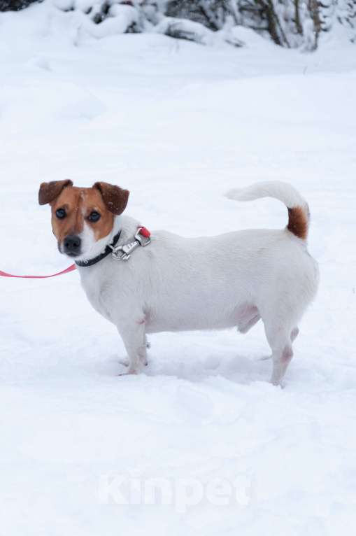 Собаки в Ногинске: Майло ждет свою семью в приюте Мальчик, Бесплатно - фото 6