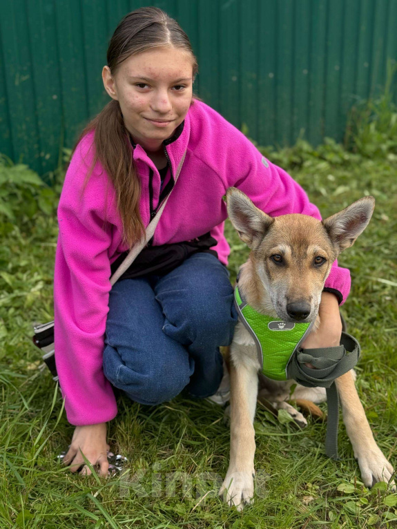 Собаки в Москве: В самые добрые руки. Щенок 7 месяцев Мальчик, Бесплатно - фото 7