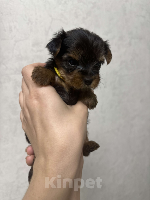 Собаки в Новосибирске: Мини-девочка Девочка, 50 000 руб. - фото 2