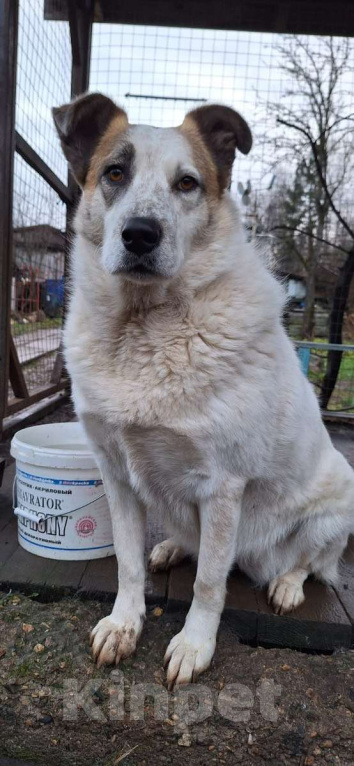 Собаки в Москве: Белла срочно ищет дом Девочка, Бесплатно - фото 4