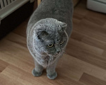 Кошки в Балашихе: Моника ищут свое семью  Девочка, Бесплатно - фото 2