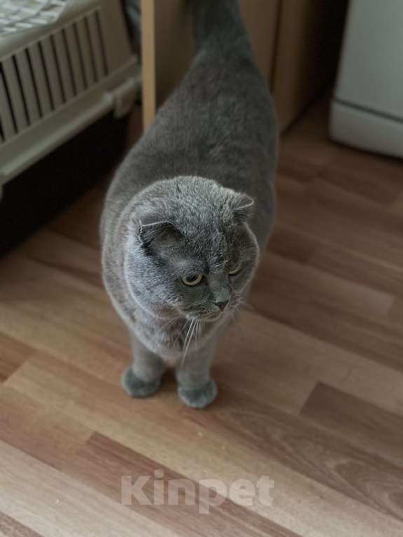 Кошки в Балашихе: Моника ищут свое семью  Девочка, Бесплатно - фото 2